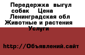 Передержка, выгул собак. › Цена ­ 300 - Ленинградская обл. Животные и растения » Услуги   